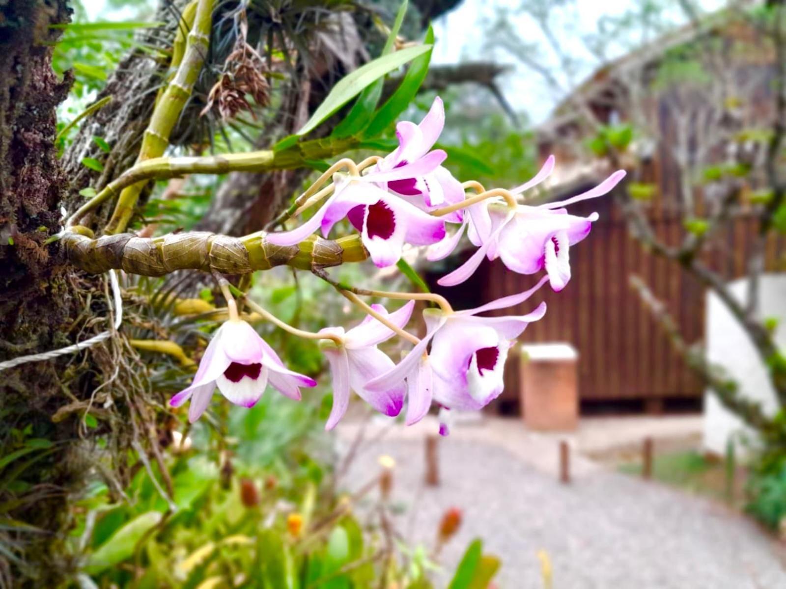 Recanto Das Bromelias Chales Guarda do Embaú Dış mekan fotoğraf